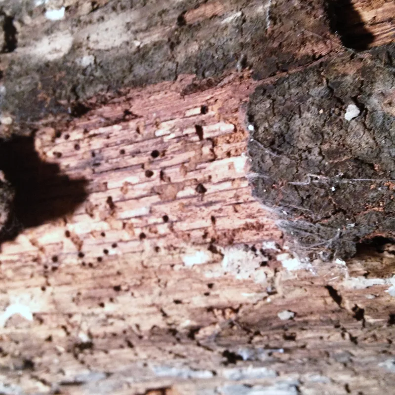 Galeries d'insectes xylophages dans une charpente avant traitement à Auxerre
